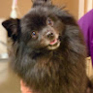 Meet your Posher, Allie